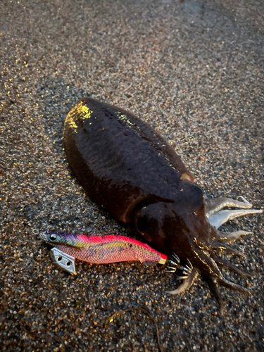 コウイカの釣果