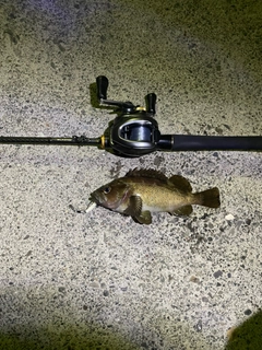 エゾメバルの釣果