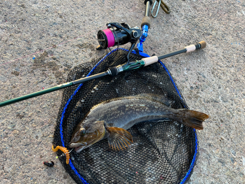 アイナメの釣果