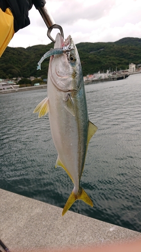 ヤズの釣果