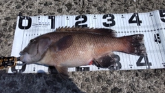 カンダイの釣果