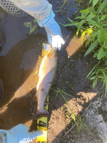 ブラウントラウトの釣果