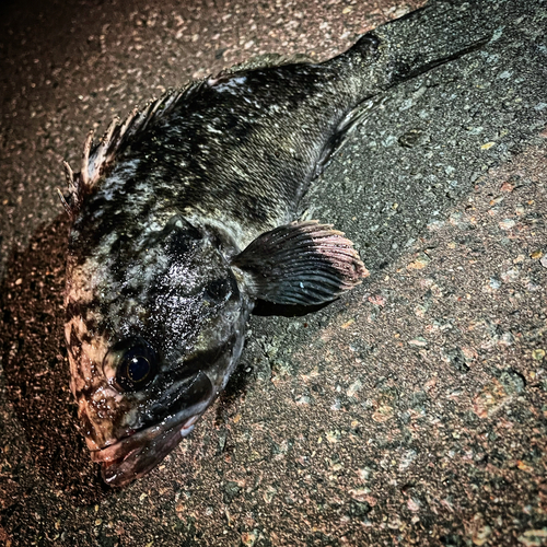 クロソイの釣果