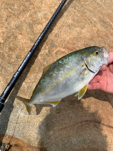 ネリゴの釣果