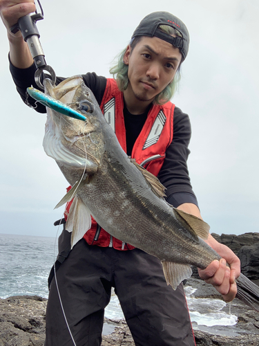 マルスズキの釣果