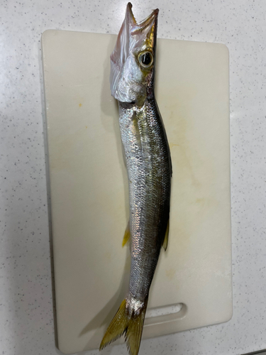 カマスの釣果