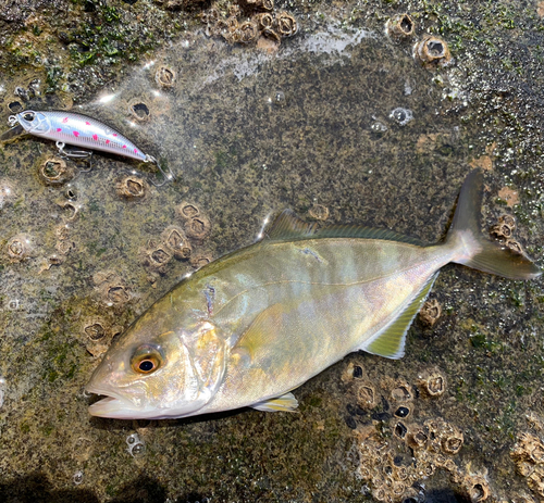 ショゴの釣果