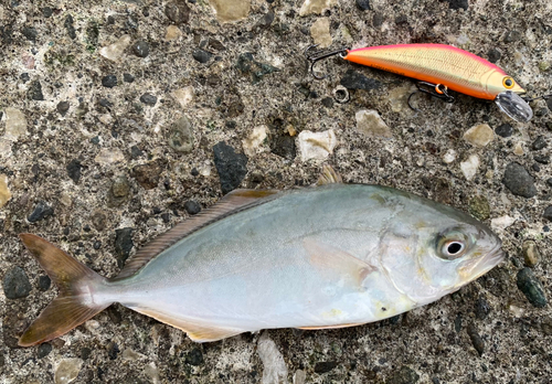 ショゴの釣果