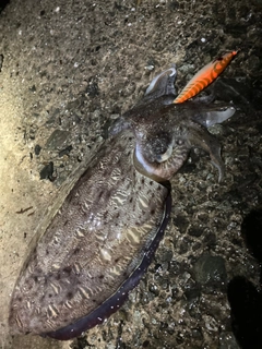 モンゴウイカの釣果