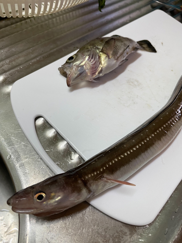 アナゴの釣果