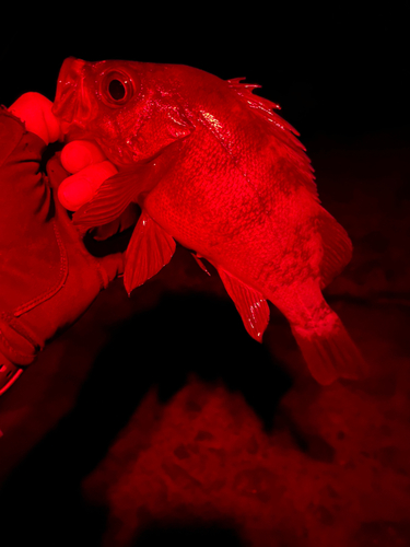 メバルの釣果