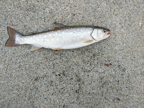 アメマスの釣果