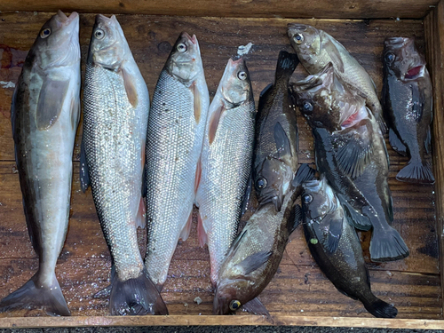 ホッケの釣果