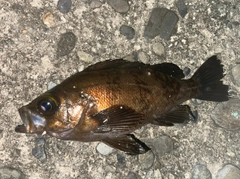 アカメバルの釣果