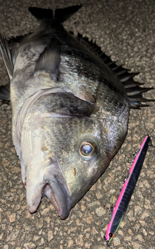 クロダイの釣果