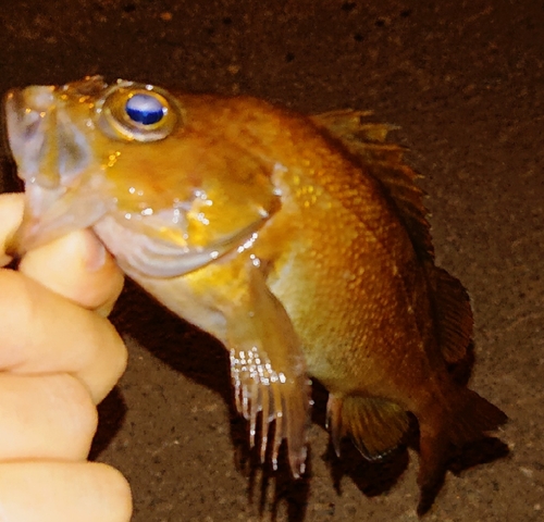 エゾメバルの釣果