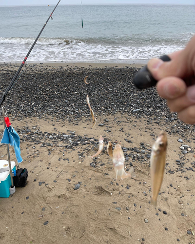 キスの釣果