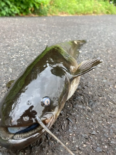 ナマズの釣果