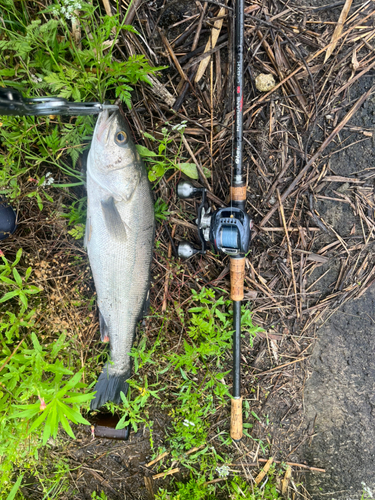 フッコ（マルスズキ）の釣果