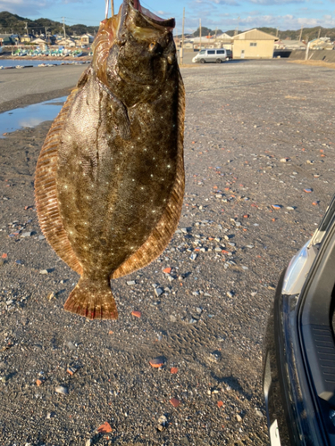 ヒラメの釣果