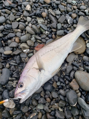 オオニベの釣果