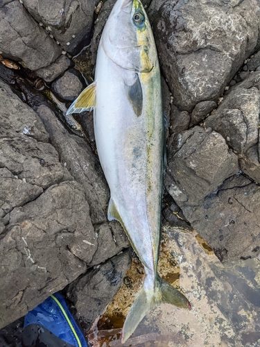 イナダの釣果