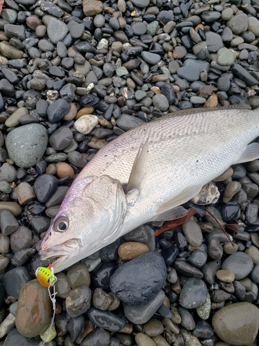 オオニベの釣果