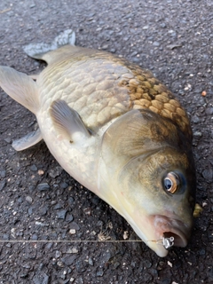 フナの釣果