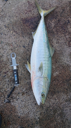 ブリの釣果