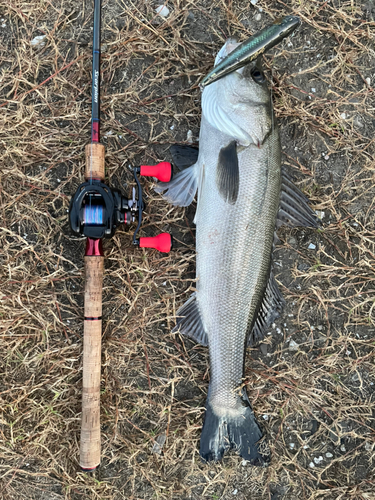 シーバスの釣果