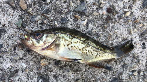 メバルの釣果