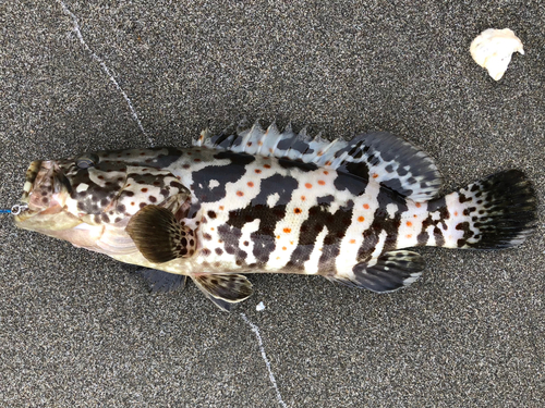 チャイロマルハタの釣果