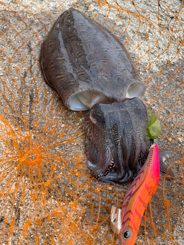 モンゴウイカの釣果