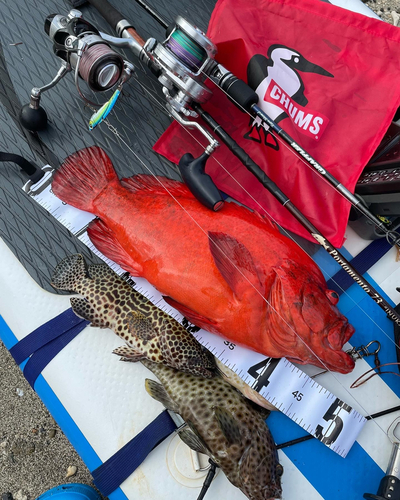 アザハタの釣果