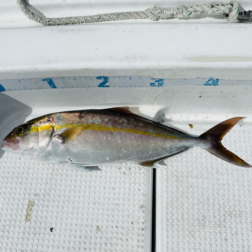 カンパチの釣果