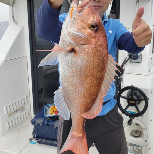 マダイの釣果