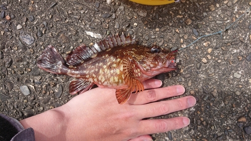 カサゴの釣果