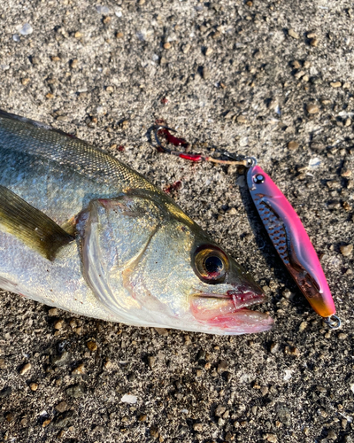 シーバスの釣果