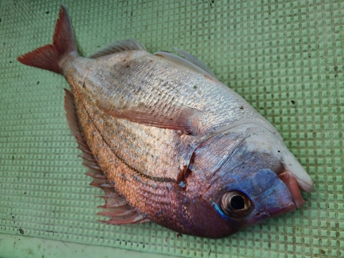 チダイの釣果