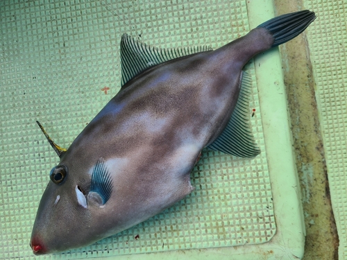 ウマヅラハギの釣果