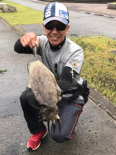 モンゴウイカの釣果