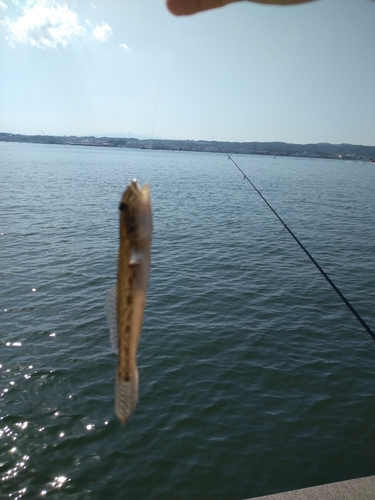 ハゼの釣果