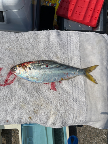 コノシロの釣果