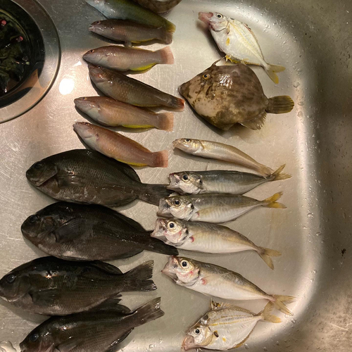 アジの釣果