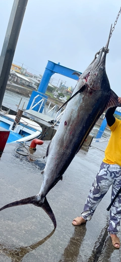 カジキの釣果