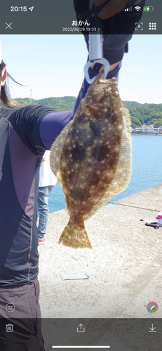 ヒラメの釣果