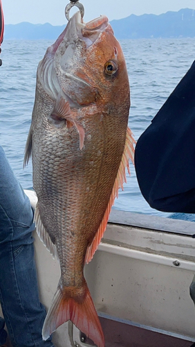 マダイの釣果