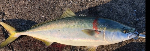 イナダの釣果