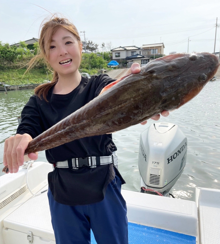 マゴチの釣果