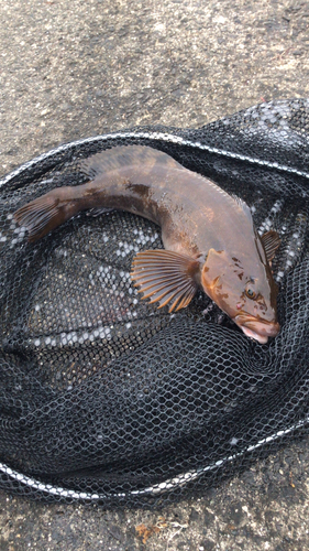 アブラコの釣果